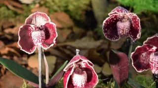 Выставка Орхидей - Internationale Orchideenwelt Dresden 2017