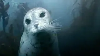 How a Seal Hunts in the Dark | Animal Camera | BBC Studios