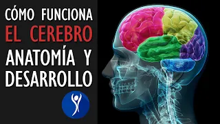 La estructura del cerebro, características y crecimiento