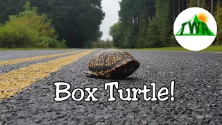 Box Turtles: Everything You Need To Know!