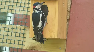 Great spotted woodpecker destroying wasp nest in bird box