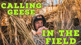 How to CALL GEESE in THE FIELD (Hunting Scenarios)