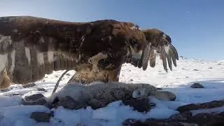 A Golden Eagle Swooping Down on a Rabbit Filmed with a GoPro