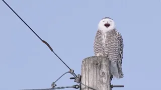 A VERY vocal Snowy Owl