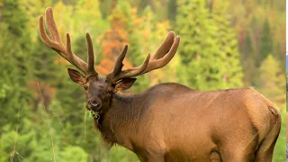 WOW! HOW FAST DO ELK ANTLERS GROW?