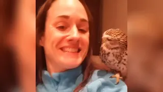 Owl   A Funny Owls And Cute Owls Compilation   owl videos 2021-Olw lover like you.