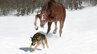 Стая волков окружила лошадь, но лошадь знала точно что нужно делать!
