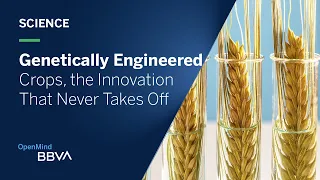 Genetically Engineered Crops, the Innovation That Never Takes Off | Science pills