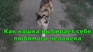 Как кошка выбирает себе любимого человека?