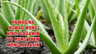 HUWAG NA HUWAG MONG HINDI GAGAWIN ITO KUNG AYAW MONG MALASIN-APPLE PAGUIO1