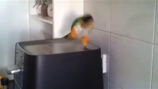 The famous Irish dancing parrot