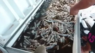 GOOD CATCH FOR TODAY LOTS OF SQUIDS