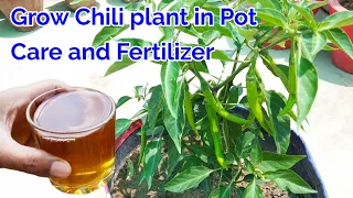 Grow Chili plant in pot,care and Fertilizer for Chili plant/how to grow Chili plant at home