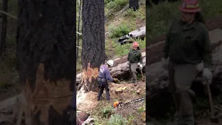 The art of Felling Timber double cutting class