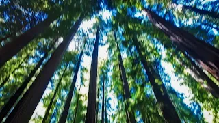 The Lines of The Redwood Forest.