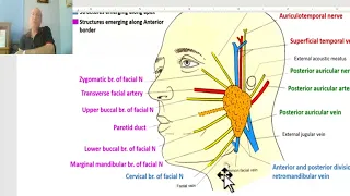 Anatomy of head and neck module in Arabic 31 (Parotid gland, part 2) , by Dr. Wahdan