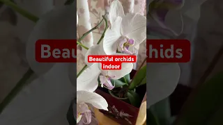 Orchids indoor #indoor  #indoorplants  #orchids  #plants