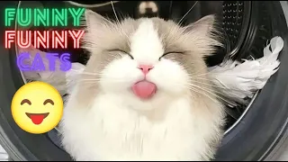 World's Funniest Cat Videos 😹 Funny Cat Video Compilation 😂Funny Cat Videos Try Not To Laugh😺Part 57