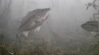 CRAZIEST DAY Ice Fishing with UNDERWATER CAMERA (So Many FISH! New PB!)