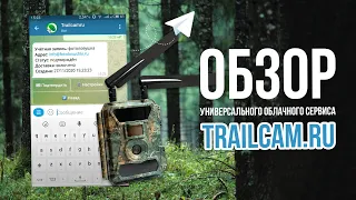 Обзор облачного сервиса для фотоловушек трейлкам.ру (trailcam.ru)