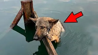 The dog clung to the board with all his strength so as not to drown. That's who saved her!