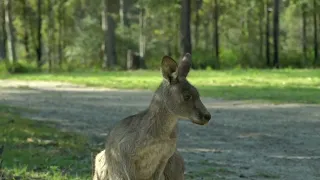 The Adventures of a Young Kangaroo in Australia | #ZooQuestUnleashed