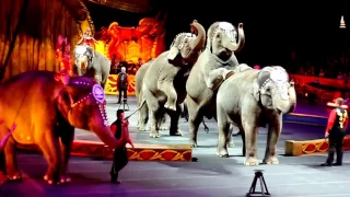 Best Circus in The World