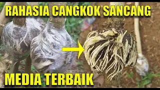 Cara Cangkok Sancang - Membuat Akar Keliling