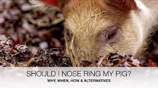 Nose ringing pigs - if, when, how and alternatives | Sez the Vet