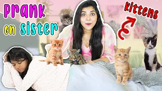 EXTREME KITTEN PRANK ON SISTER😅| *Gone Wrong*| यह क्या होगया 🥺? | Ramya Vasudev