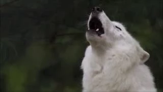 Arctic Wolf Howl - Atka's Song