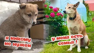 Щенок из КОРОБКИ стал ОГРОМНЫМ 2 года спустя!