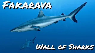 Fakarava | Wall of Sharks | French Polynesia