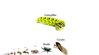 Insect and Bugs Size Comparison
