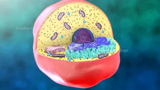 Cell Structure Animation | Cell Structure and Function | Animal Cell and Plant Cell Differences