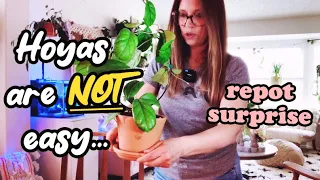 Hoyas are NOT "easy" But I LOVE them | repotting Hoya Viola | Mycorrhizae treatment