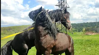 МОЦНІ,РОБОЧІ ЖЕРЕБЦІ ФРАНЦКЕВИЧА/КОНІ В 📍 ЛЬВІВСЬКІЙ ОБЛАСТІ.