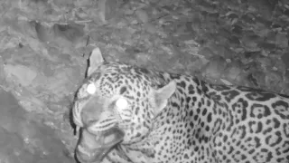 A New "JAGUAR" in Arizona???   My first ever JAGUAR on trail camera! "Cochise" is the name I chose.