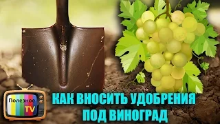 КАК ПРАВИЛЬНО ВНОСИТЬ УДОБРЕНИЯ И ПОДКОРМКИ ПОД ВИНОГРАД!