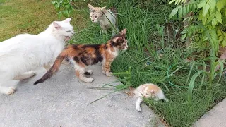 Mother Cat Hissing and Growling at Stranger Cat After Smelling Them