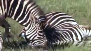 Shocking footage: Zebra Giving Birth And Kills The Calf...!