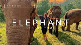 EL MEJOR SANTUARIO DE ELEFANTES?🐘 | Chiang Mai, Tailandia