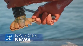 Last Land second season features women working in Mi’kmaw fisheries | APTN News