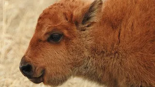 Cute animal alert! Baby bison born in Saskatchewan | CBC Kids News