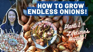 How to grow endless onions!! | Perennial onion: Egyptian walking onion | Vegetable growing guide