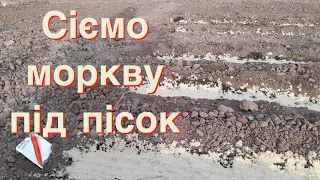 Сіємо насіння моркви під пісок.