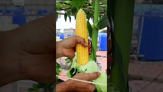 Easy Grow Sweet Corn in Container from Seeds to Harvest