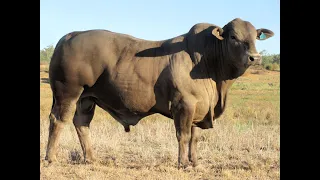 Karmoo Brahmans 2023 Bull Sale - Lot 48(PS)