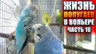 🦜 Попугайчик Сэм поёт серенады | Жизнь волнистиков в вольере. Волнистый попугай кричит!