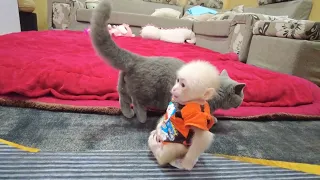 Smart Kiti Monkey finds a way to apologize to a very cute kitten